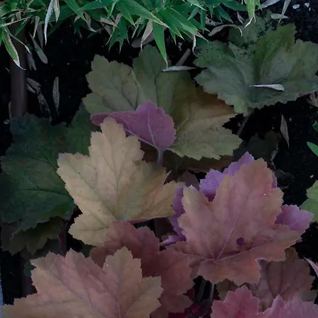 Casa Abego Apartment *